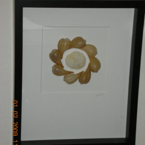Framed Fig Shells & Mushroom Coral